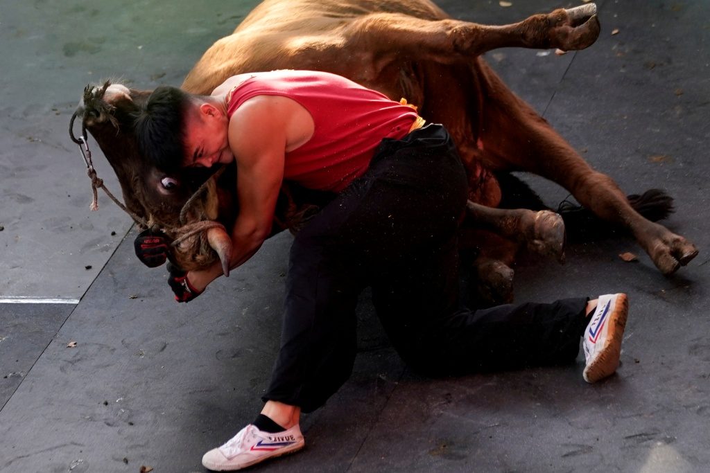 , Enter the Bull: Fighters mix kung fu and bullfighting in China