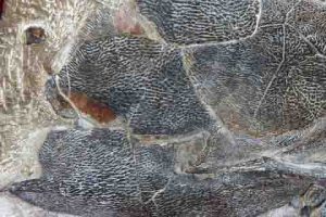 518 million years old soft tissues found in China