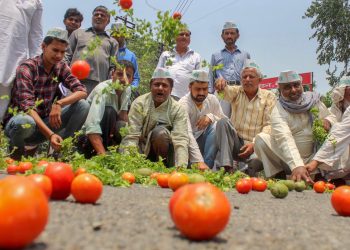 Farmers throw tomatoes on a road during a protest in Meerut Sunday