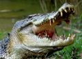 Crocodile attack
