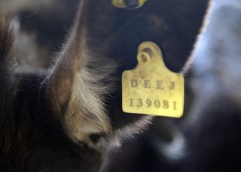 Donkey