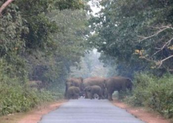Man-elephant conflict takes another life