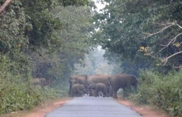 Man-elephant conflict takes another life