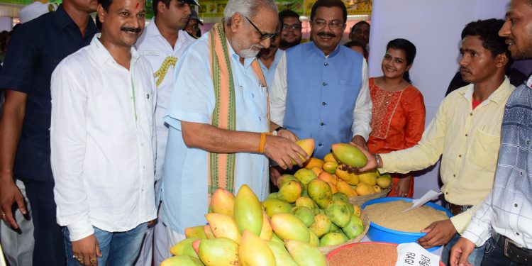 Governor Ganeshi Lal admiring mangoes on display at the second edition of State Level Mango Festival-cum-Exhibition 2018, Friday OP PHOTO