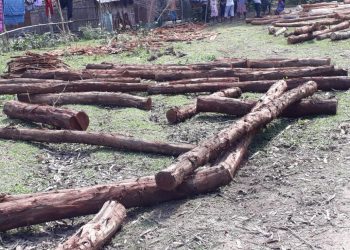 Odisha: Illegal sawmills operate unabated in Khurda district