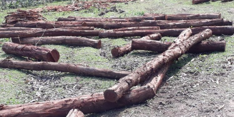 Odisha: Illegal sawmills operate unabated in Khurda district