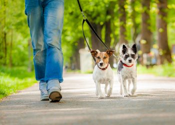 Pet-Friendly-vacation