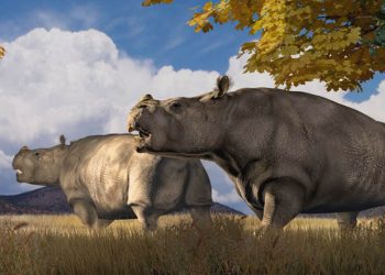 Remains of prehistoric rhinos, horses