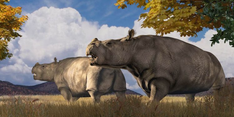 Remains of prehistoric rhinos, horses