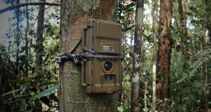 camera-traps-watching-wildlife