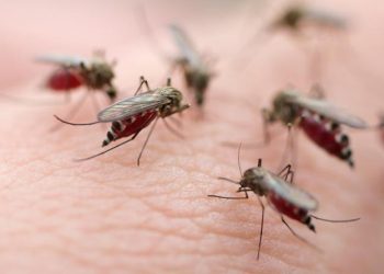 combat mosquito populations