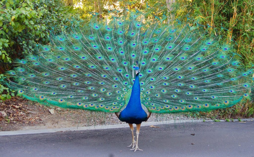 peacock-national bird-odisha