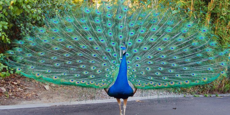 peacock-national bird-odisha