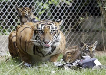 Bali :  Sean, a five-year-old Sumatran tiger, is seen her two-month-old cubs inside a cage at Bali Zoo in Bali, Indonesia, Saturday, July 28, 2018. Sumatran tiger is the world's most critically endangered tiger subspecies with fewer than 400 remain in the wild and may become extinct in the next decade due to poaching and habitat loss. AP/ PTI(AP7_28_2018_000039B)