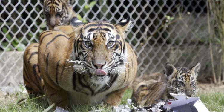 Bali :  Sean, a five-year-old Sumatran tiger, is seen her two-month-old cubs inside a cage at Bali Zoo in Bali, Indonesia, Saturday, July 28, 2018. Sumatran tiger is the world's most critically endangered tiger subspecies with fewer than 400 remain in the wild and may become extinct in the next decade due to poaching and habitat loss. AP/ PTI(AP7_28_2018_000039B)