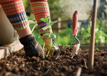 BACKGROUND-gardening