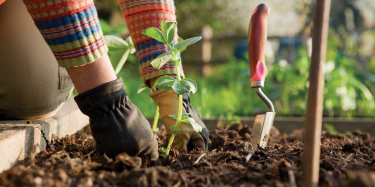 BACKGROUND-gardening