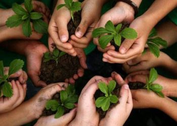 Planting a sapling