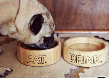 feeding dogs right during monsoon