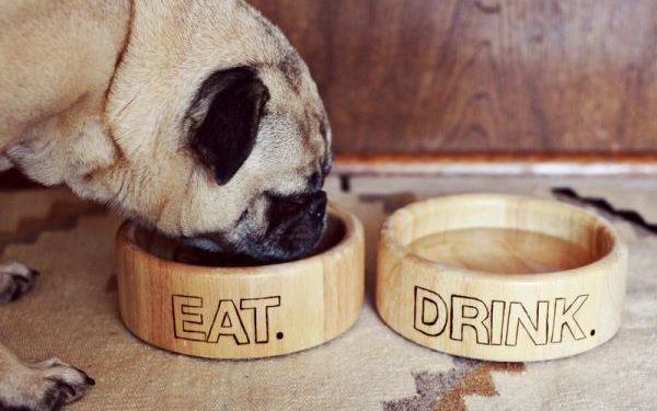 feeding dogs right during monsoon