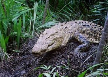 Bhitarkanika has 122 nesting sites of estuarine crocodiles