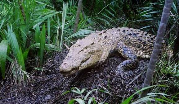 Bhitarkanika has 122 nesting sites of estuarine crocodiles