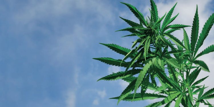 Cannabis extract may offer treatment for psychosis
