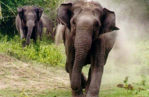 elephants orissapost