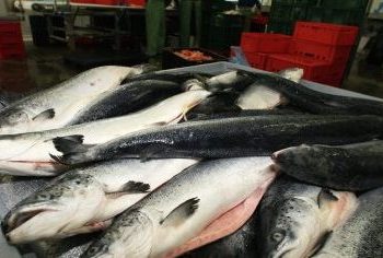 Goa tightens fish import rules on eve of lifting of ban