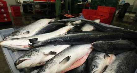 Goa tightens fish import rules on eve of lifting of ban