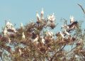 Monsoon birds