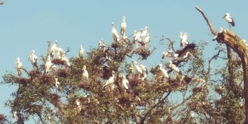 Monsoon birds
