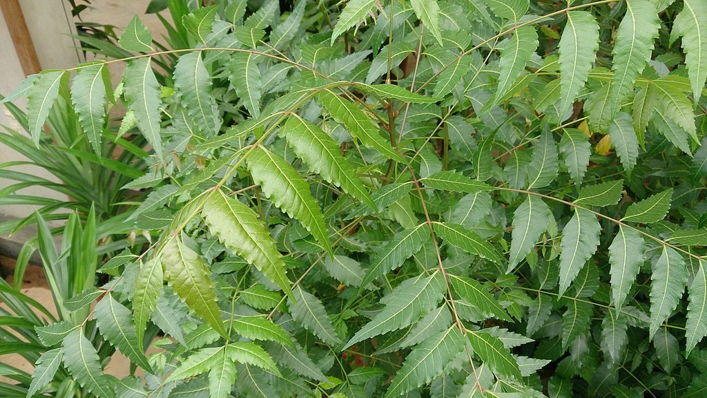 neem leaf odisha