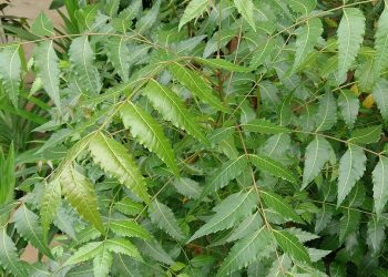 neem leaf odisha