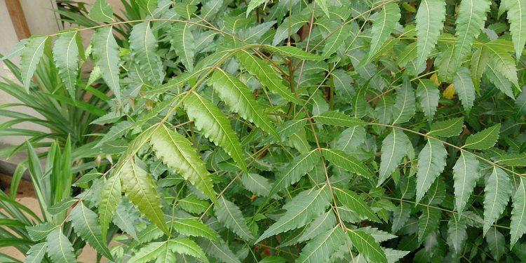 neem leaf odisha