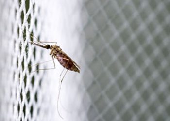 new type of bed net can prevent malaria