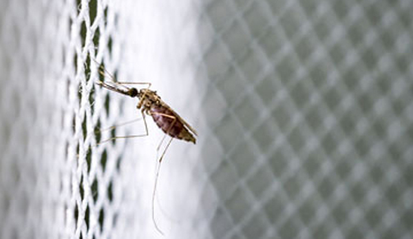 new type of bed net can prevent malaria