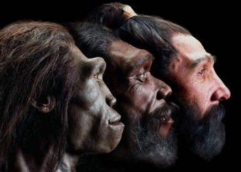 primitive humans Homo Erectus