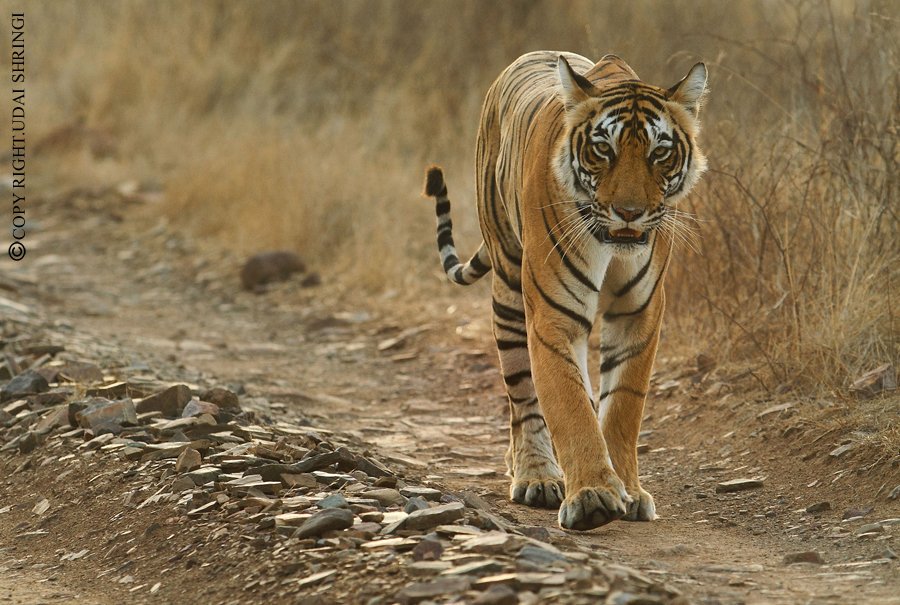 Sundari to return to MP OrissaPOST