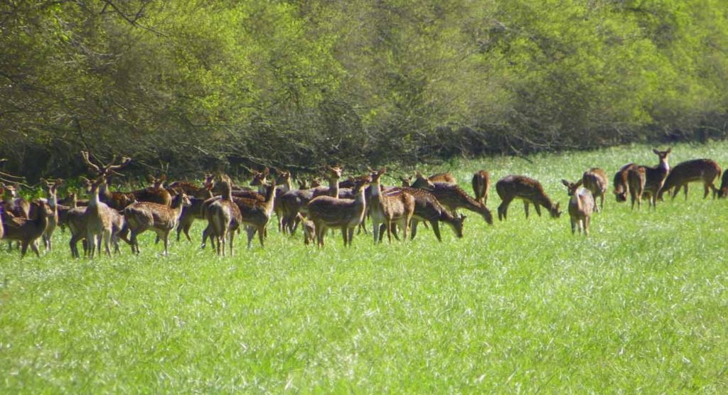 blackbuck Odisha