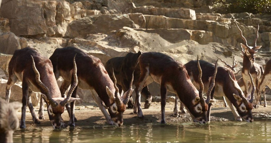 blackbuck ganjam chandaka