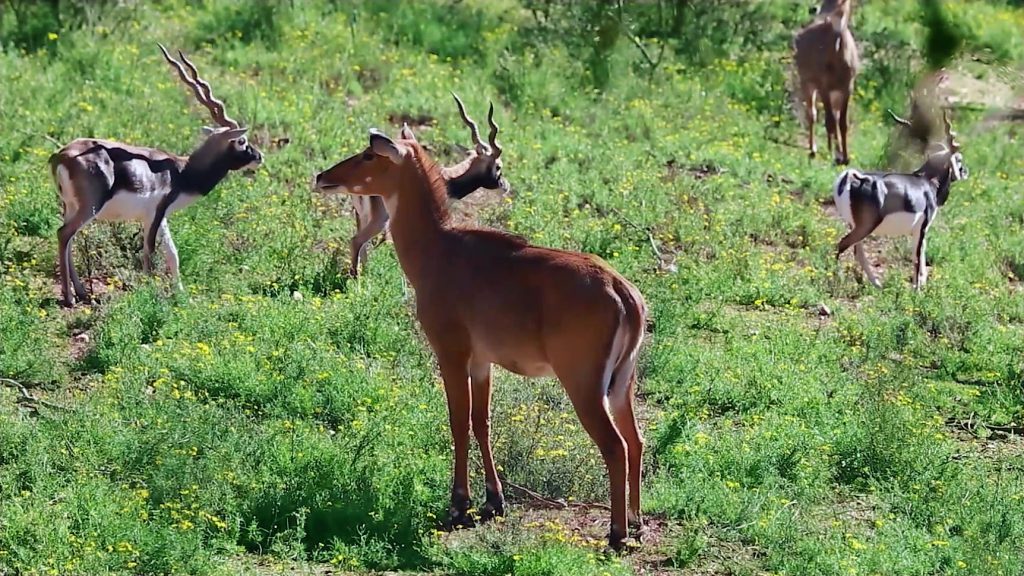 blackbucks in Odisha