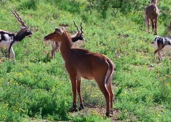 blackbucks in Odisha