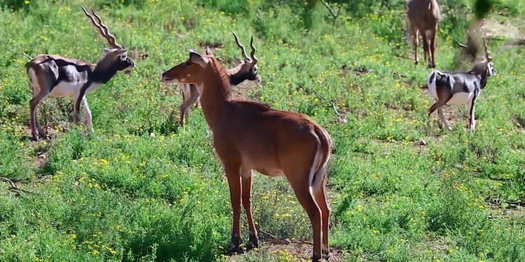 blackbucks in Odisha