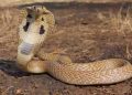 snakebites during Cyclone Dana