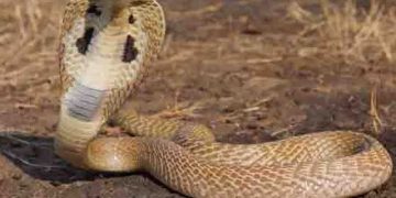 snakebites during Cyclone Dana