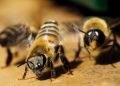 Honeybee attack