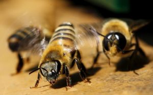 Honeybee attack