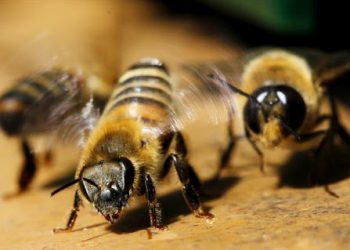 Honeybee attack