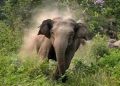Jumbo attack